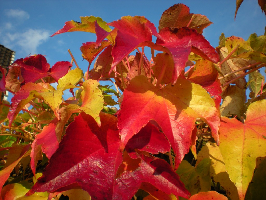 Blätter in den schönsten Herbstfarben