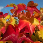 Blätter in den schönsten Herbstfarben
