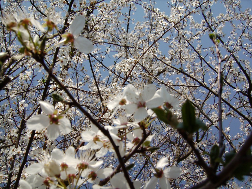 Weiße Apfelblüten