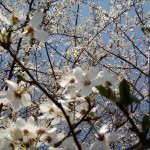 Weiße Apfelblüten