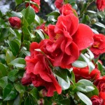Rote Kamelienblüten