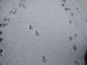 Vogelspuren im Schnee