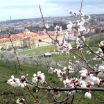 Petrin-Hügel, Kirschbäumchen in Blüte, im Hintergrund die Stadt