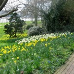 Frühlingstag, Park mit Frühlingsblumen
