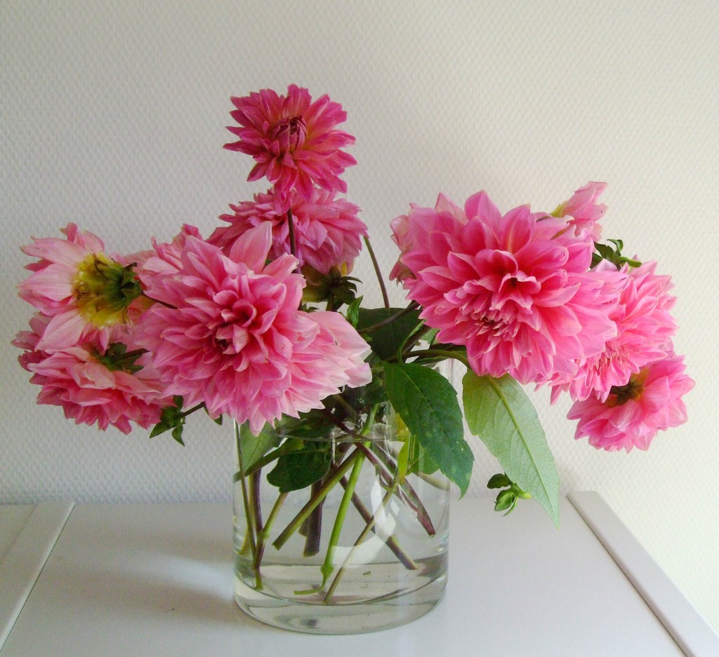 Blumen aus meinem Garten: Pinke Dahlien in einer Vase