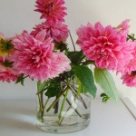 Blumen aus meinem Garten: Pinke Dahlien in einer Vase