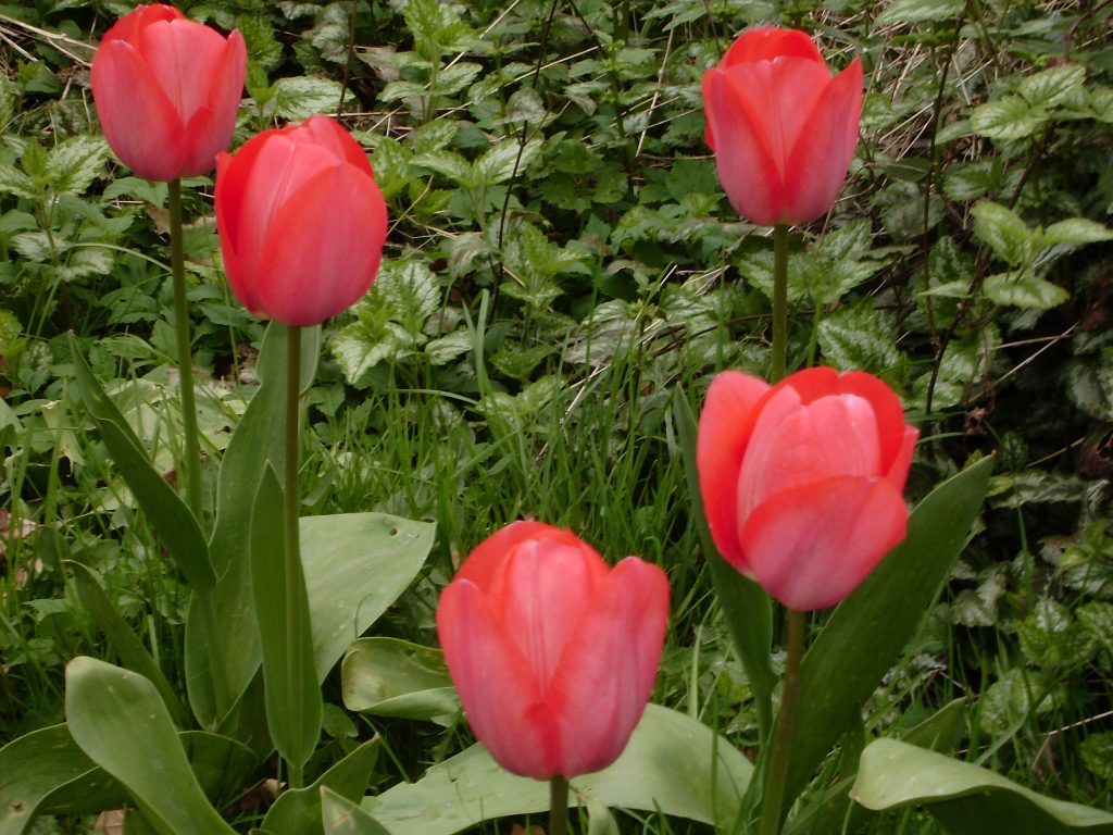 Beet mit Tulpen