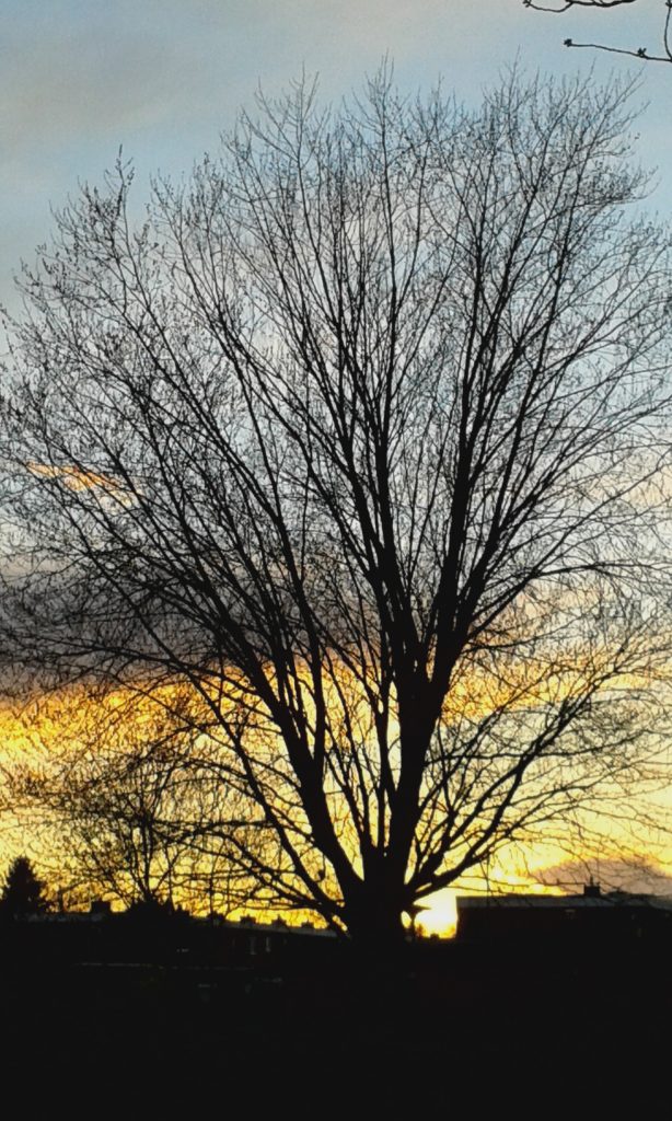 Faszination Licht, Sonnenuntergang durch einen Winterbaum fotografiert