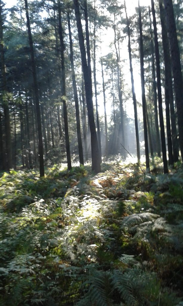Faszination Licht, Sonne schickt ihre Stralen durch Wald