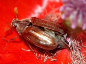 Insektensterben, Maikäfer sehr nah auf rotem Untergrund