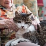 Katze sitzt auf dem Schoss einer älteren Frau
