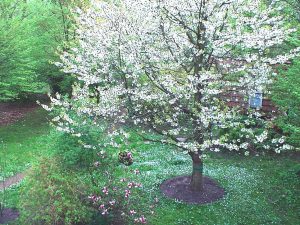 Kirschbaum in Blüte